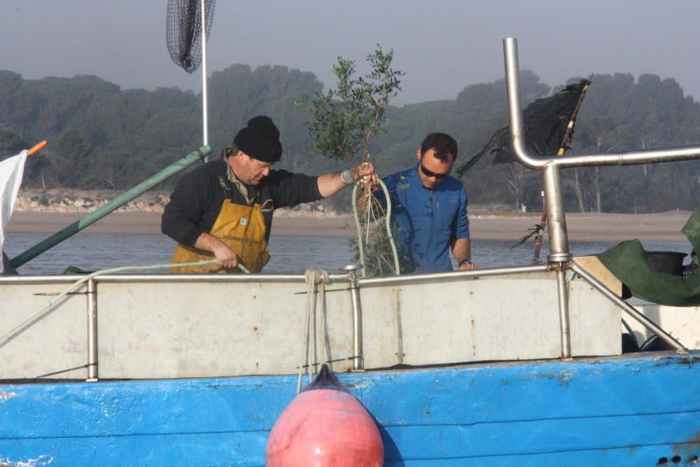 Pescadors de l’Escala submergint branques i incubadores d’ous al mar per recuperar desenes de milers de sèpies
