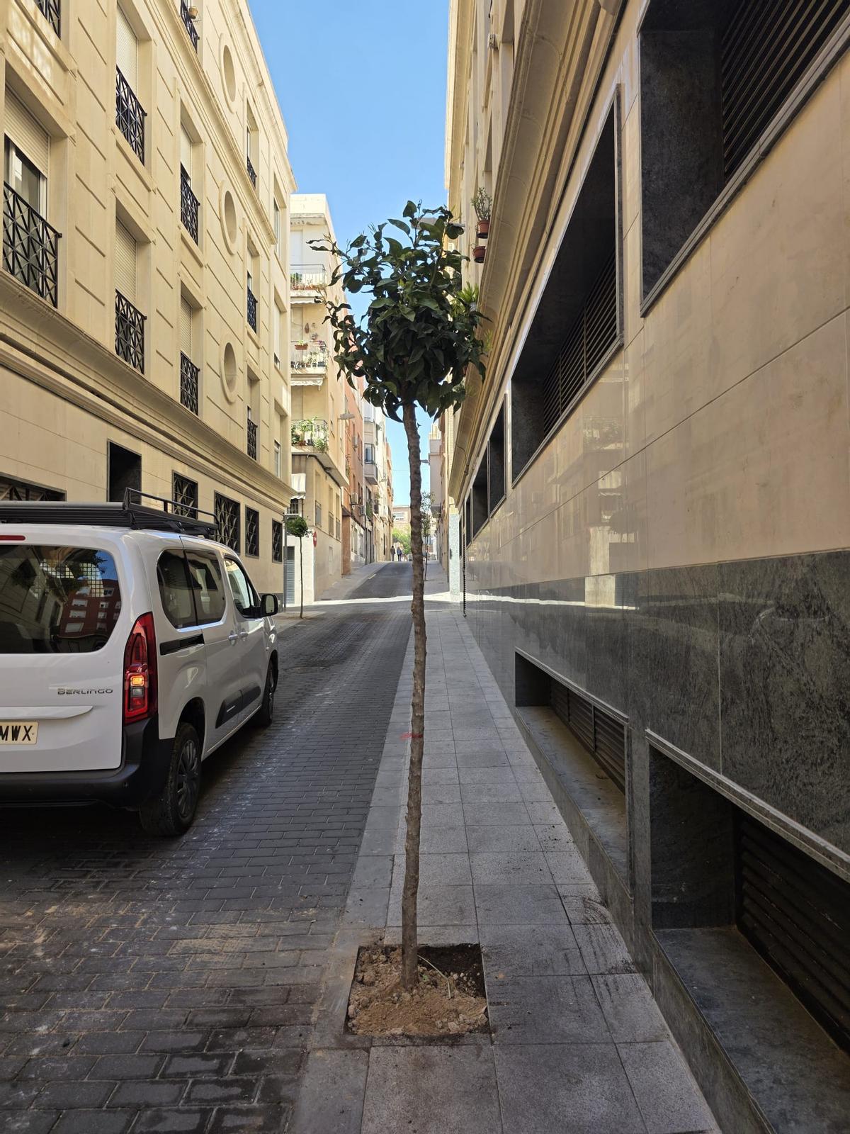 Ejemplares ya repuestos en la calle del barrio de San José en Elche