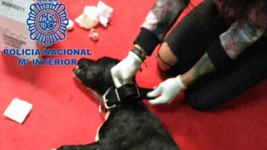 Absuelto el veterinario implicado en la red de peleas de perros en Tenerife