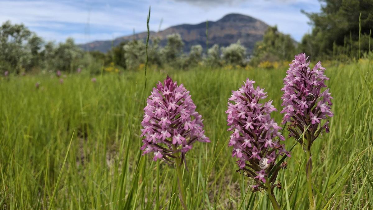 Orquídeas piramidales que han brotado en un herbazal de Xàbia