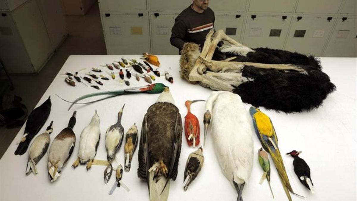 Aves disecadas en el Museo de Historia Natural de Washington