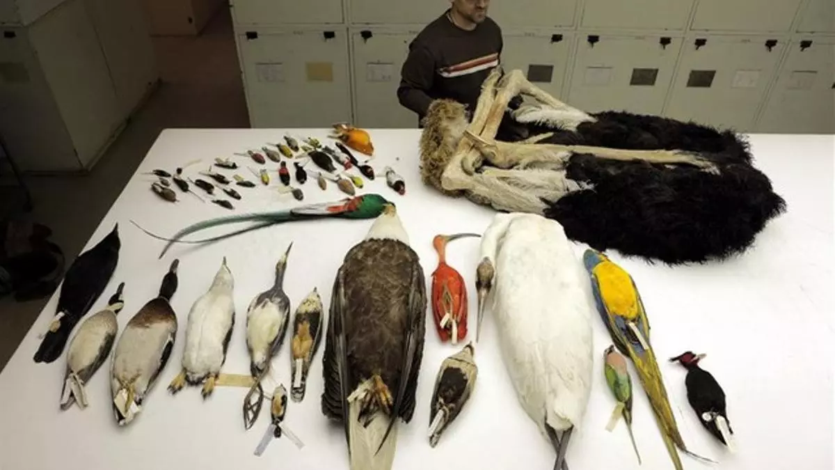 Aves disecadas para proceso de investigación. Foto: Periódico 