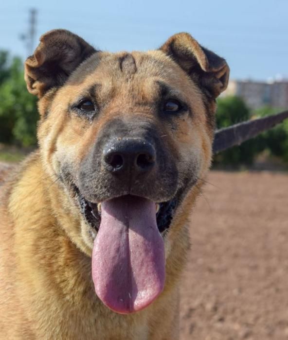 Robi. Lleva seis años en el refugio, ya que, muchas veces, pasa desapercibido por los adoptantes. Está seguro de que esté año encontrará una familia con la que poder disfrutar y entregarles todo su amor. Es muy cariñoso con los otros perros, los niños y los mayores y le encanta tomar el sol y pasear.