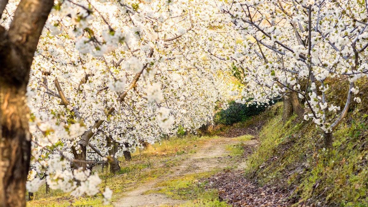 A lo largo del camino, la ruta pasa por paisajes espectaculares como el Valle del Jerte, en Extremadura