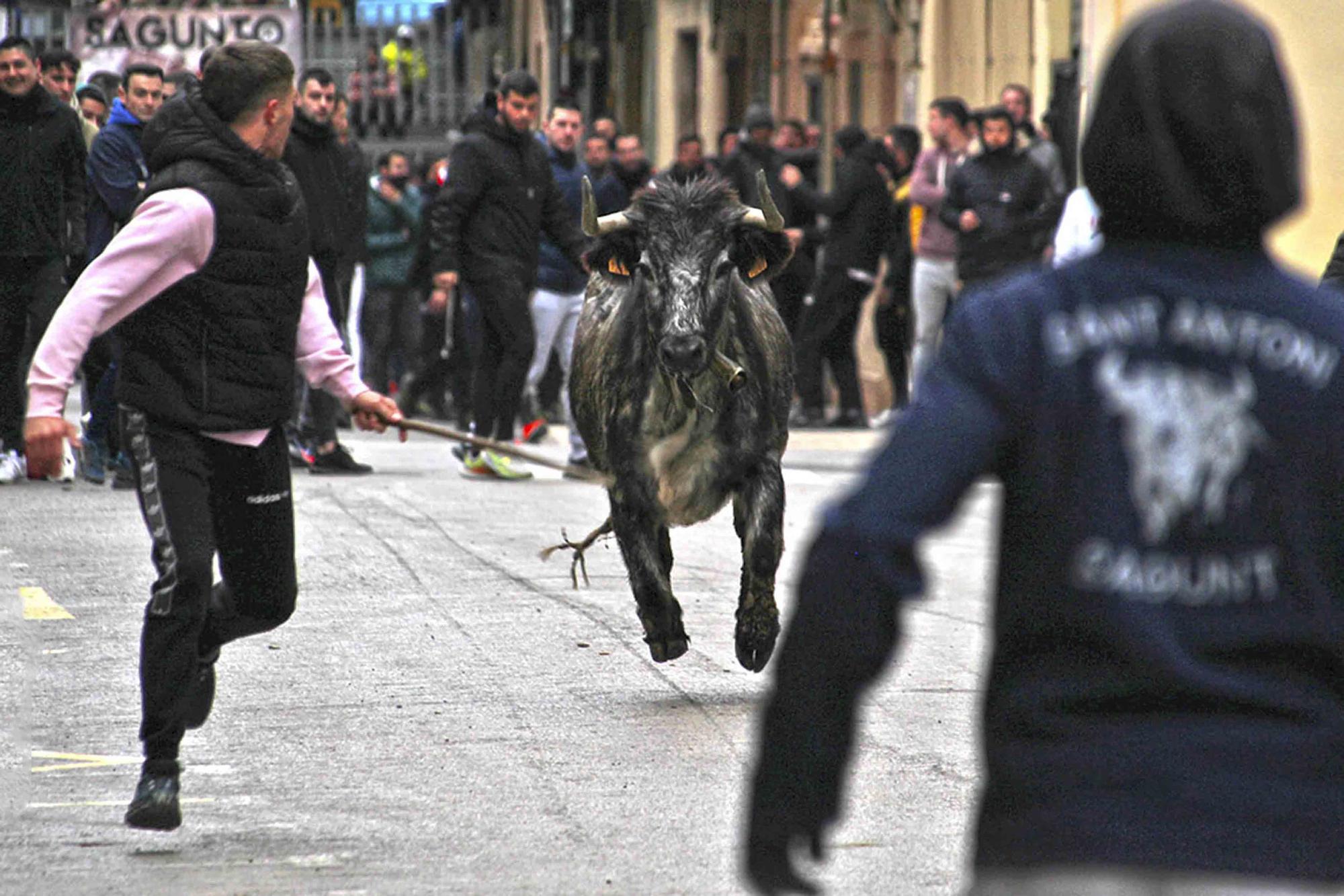 Actos taurinos por Sant Antoni en Sagunt