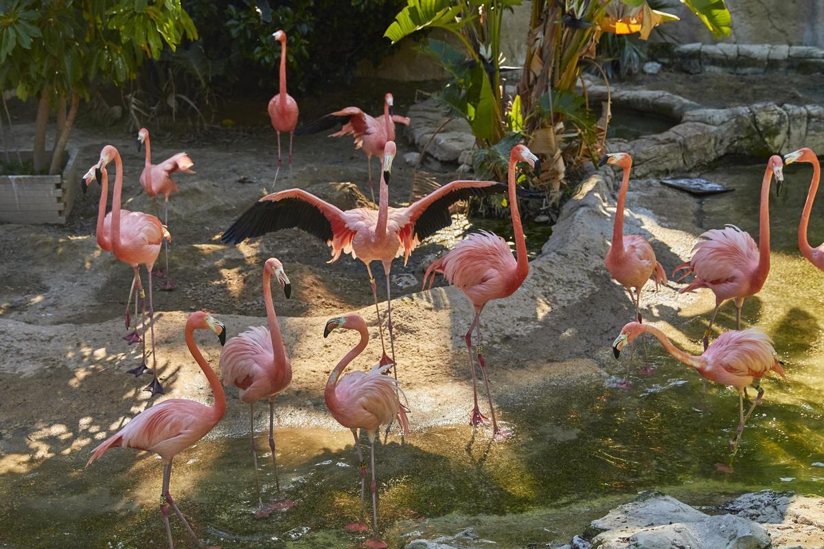 Flamencos
