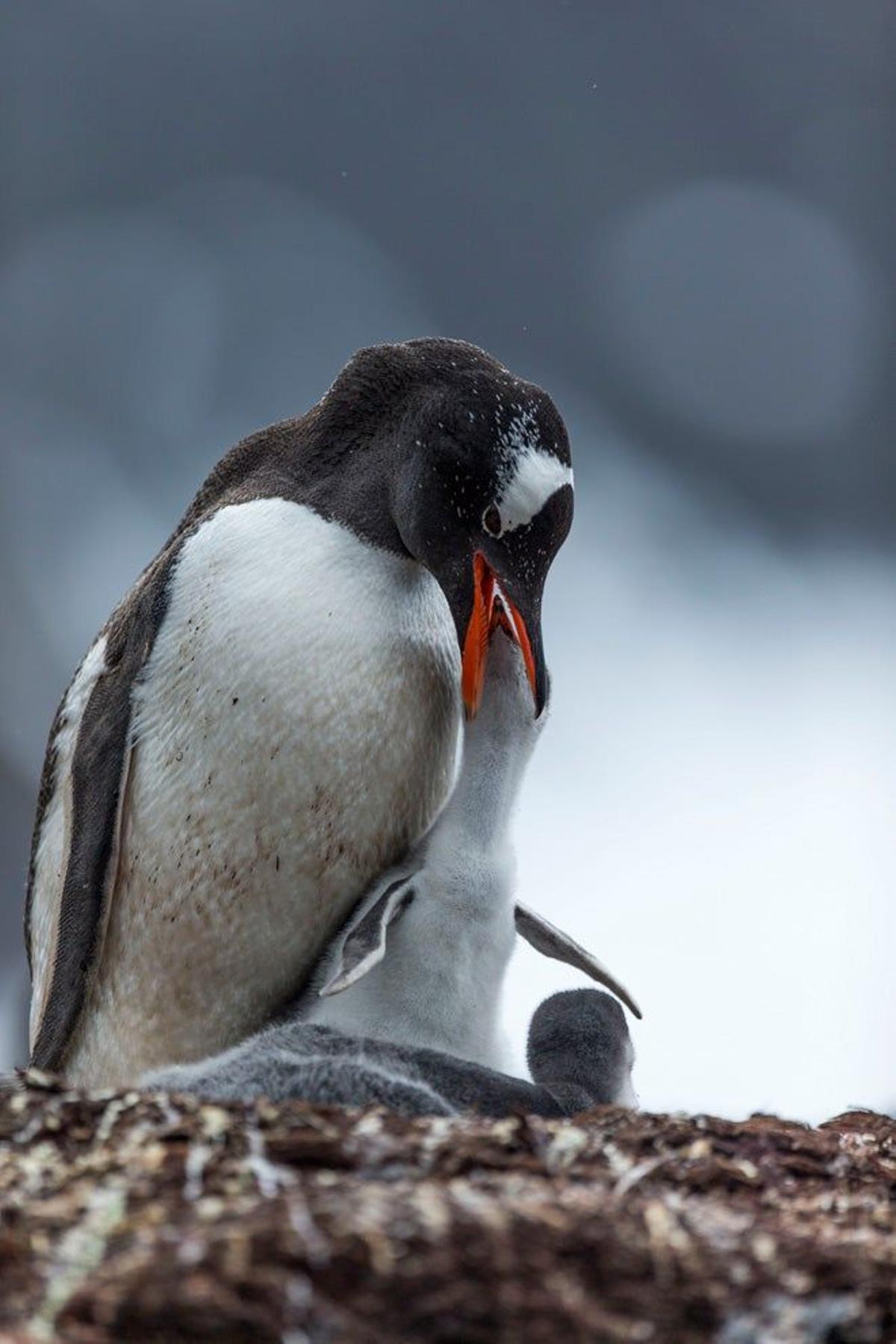Nido de pingüino juanito en las Islas Georgias del Sur.