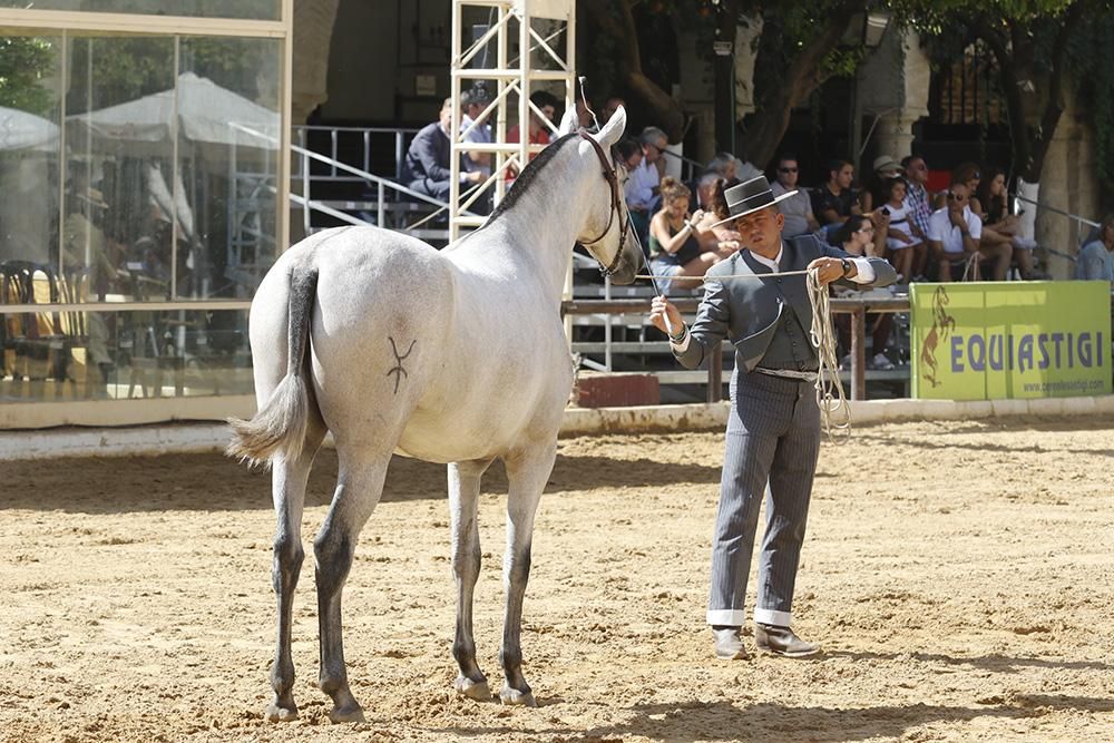 Fotogalería /  Primera jornada de Cabalcor.