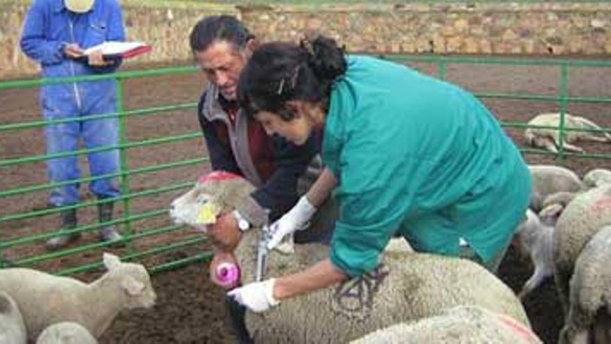 La Junta destina 8 millones para la protección de la cabaña ovina y bovina frente a la lengua azul