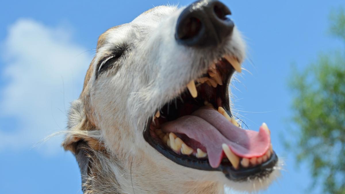 Con estos trucos le quitarás el mal aliento a tu perro.