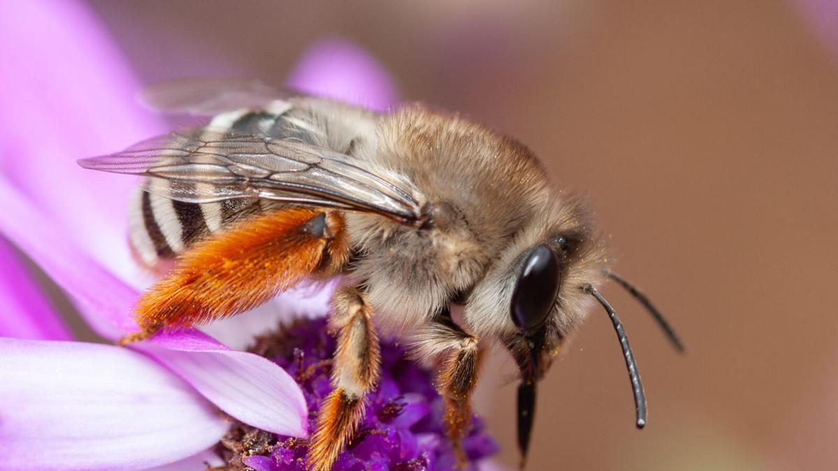 Ejemplar de 'Eucera gracilipes' Pérez, 1895. Una de las 60 especies endémicas registradas para Canarias. Foto de Gustavo Peña.