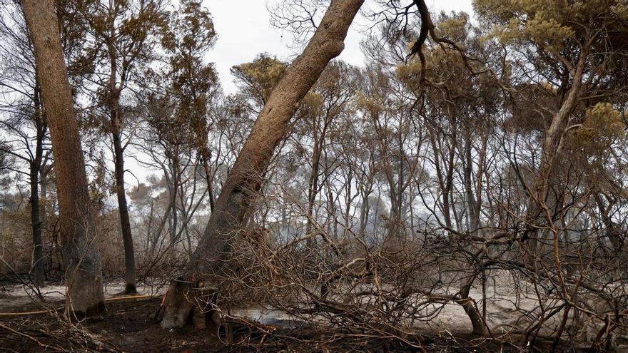 Die Untersuchung des Brandes in der Devesa del Saler bestätigt, dass er absichtlich gelegt wurde