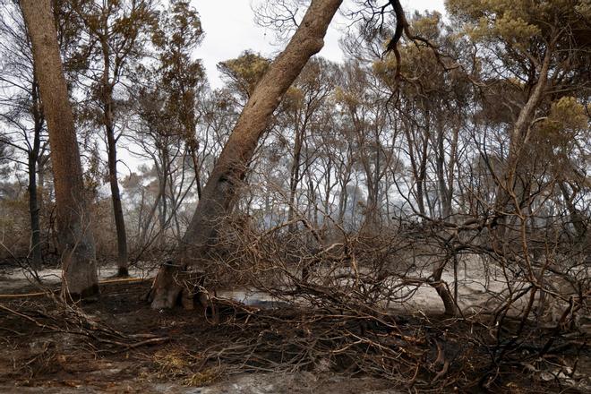 La investigación del incendio en la Devesa del Saler confirma que fue provocado