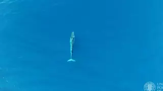 Avistan más de un centenar de ballenas rorcuales en las costas de Denia