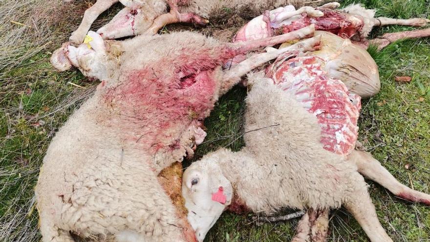 Cuatro ovejas muertas y al menos cinco heridas tras un ataque de lobos en Mogatar