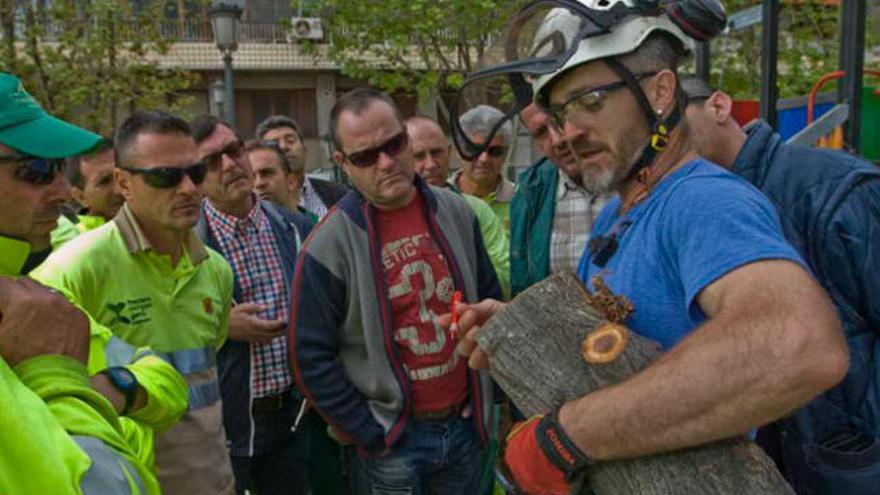 Francesc Vilarrubias, experto en trepa y poda que cuenta con el certificado European Treeworker, muestra a los operarios cómo descubrir la patología de los árboles.