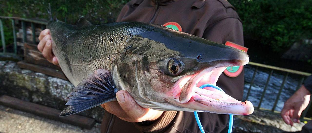 Xunta Y Federacion Plantean Un Concurso Internacional De Pesca De Salmon Sin Muerte Faro De Vigo