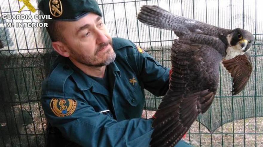 La Guardia Civil recupera en Torrevelilla un halcón peregrino herido