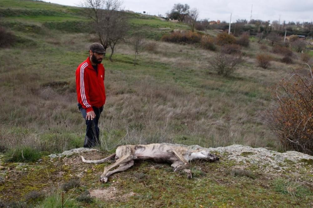 Un cazador mata dos galgos y amenaza al dueño