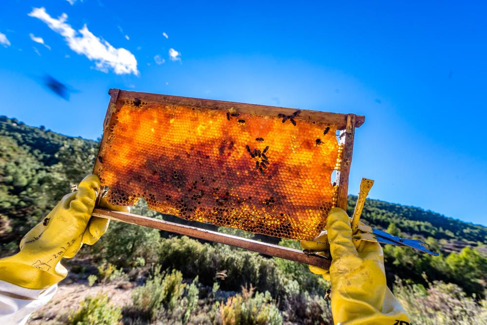 La asociación de apicultores Natur Alacant propone crear enjambres urbanos en los alrededores de las ciudades.