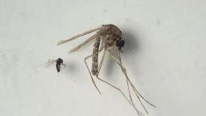 Espanya, en alerta al detectar 5 casos de virus de l’oropouche