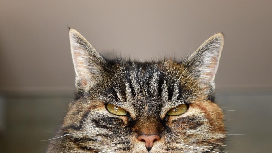 Las 10 cosas que tu gato odia (y tú sigues haciendo)