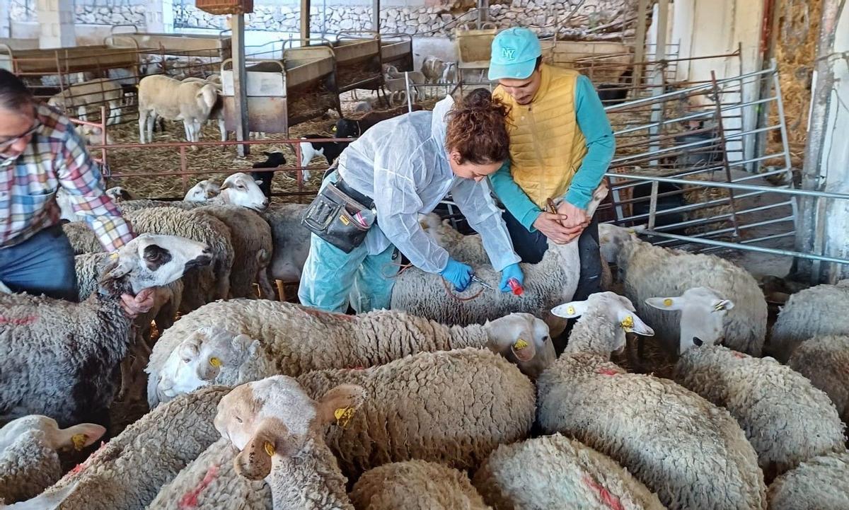 Una veterinaria vacunando ovejas en una explotación de la provincia
