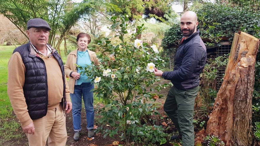 San Justo, paraíso de las camelias en Villaviciosa