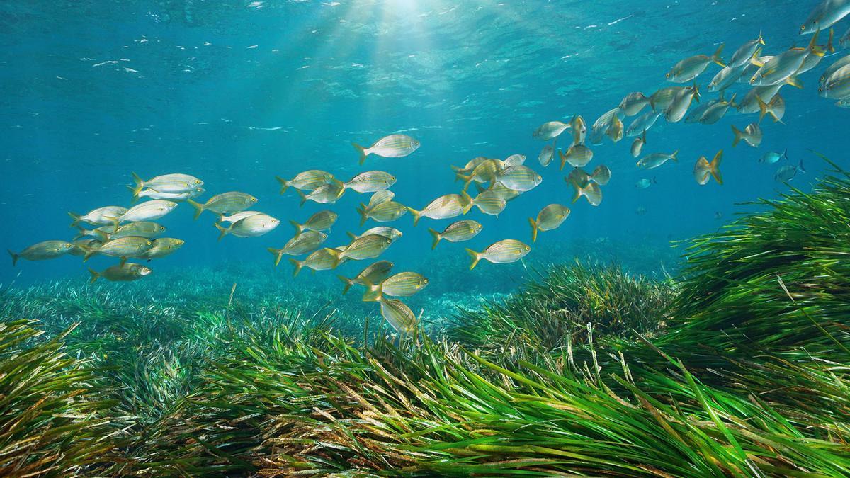 Només el 7,7% del mar mundial està protegit