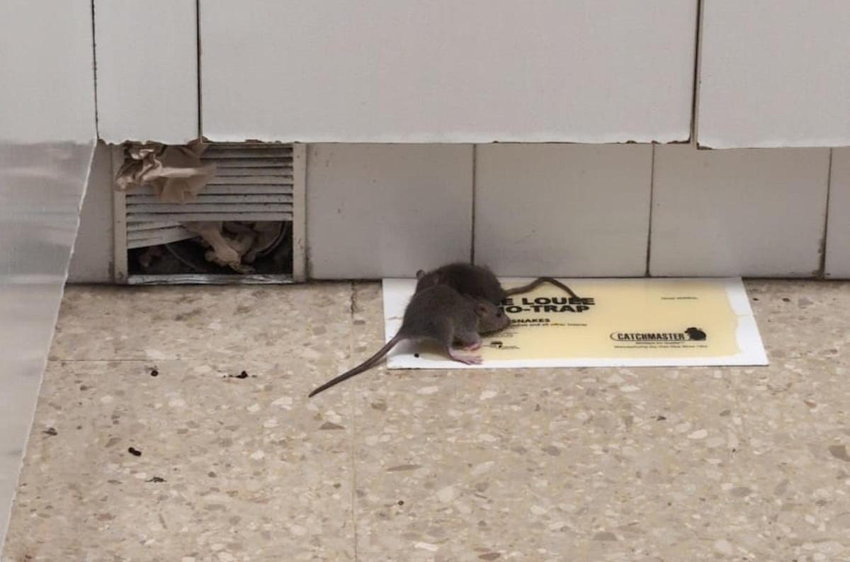 Detecten la presència de rates al CAP de Santa Coloma de Farners