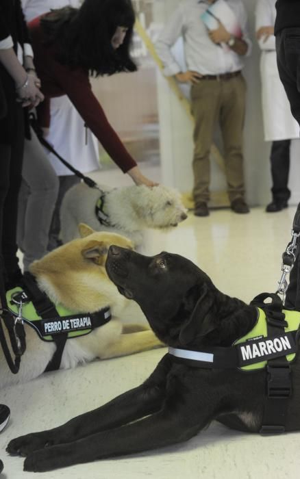 El Materno, pionero en terapia con animales