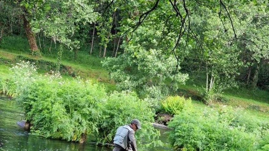 El ‘rey del río’ abdica en el Ulla: el concurso del salmón, desierto por tercera vez en cinco años