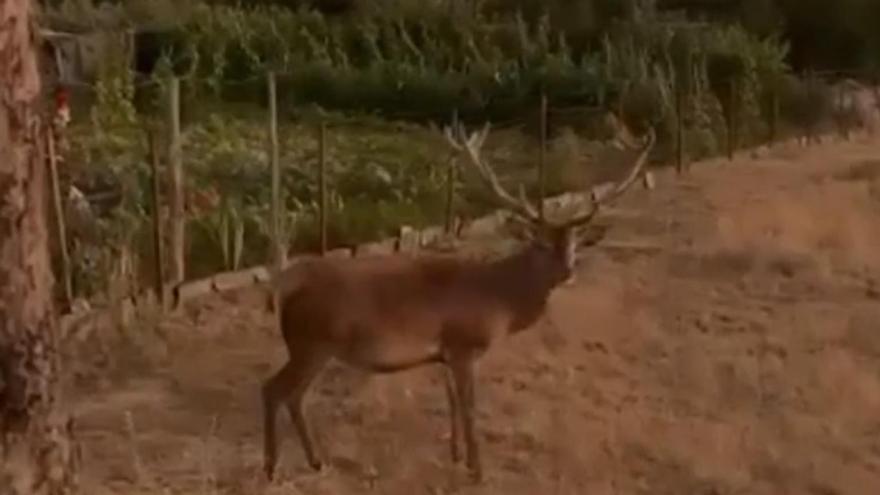 Un pueblo de Zamora reúne fuerzas para salvar al ciervo &quot;Carlos&quot;