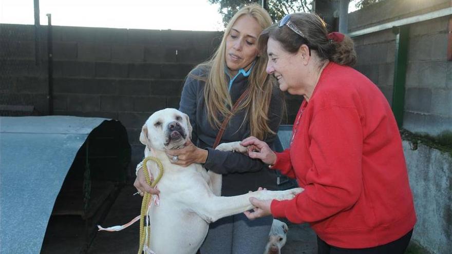 Marcha canina solidaria en Plasencia para operar a un perro de la perrera