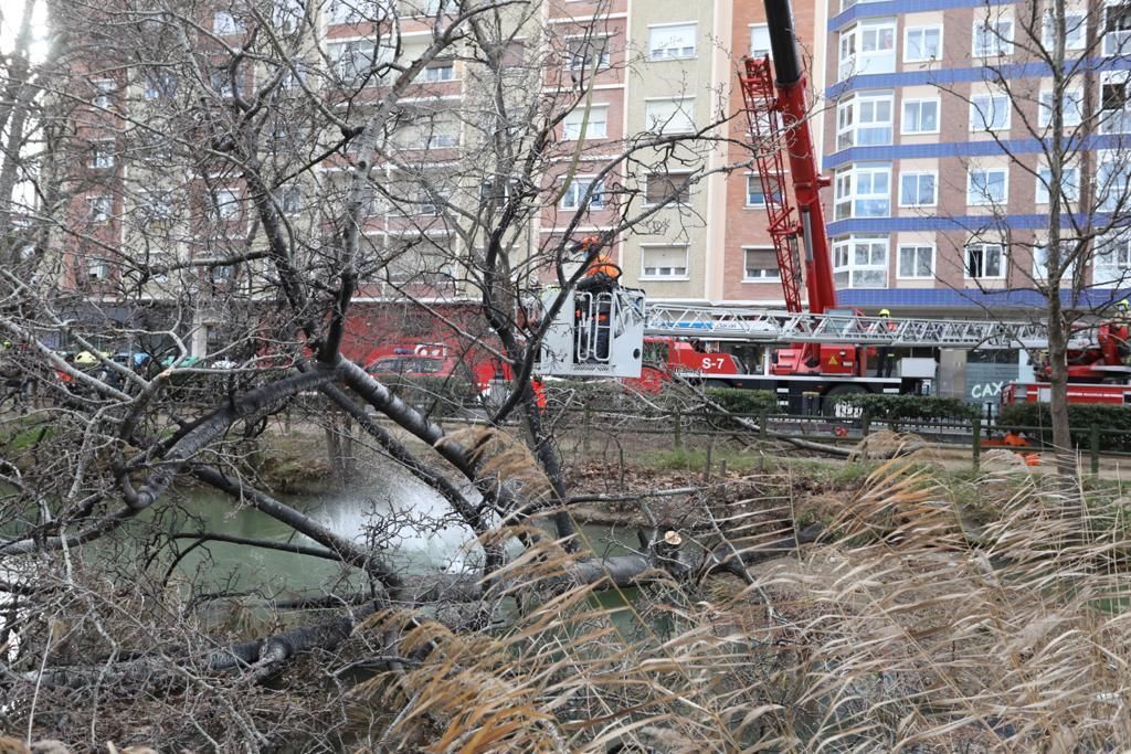 Los bomberos de Zaragoza retiran un árbol de gran porte caído sobre el canal por el peso de la nieve