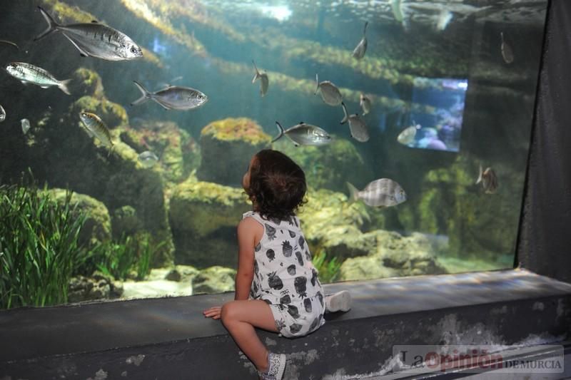 El acuario de la UMU albergará las especies emblemáticas del Mar Menor