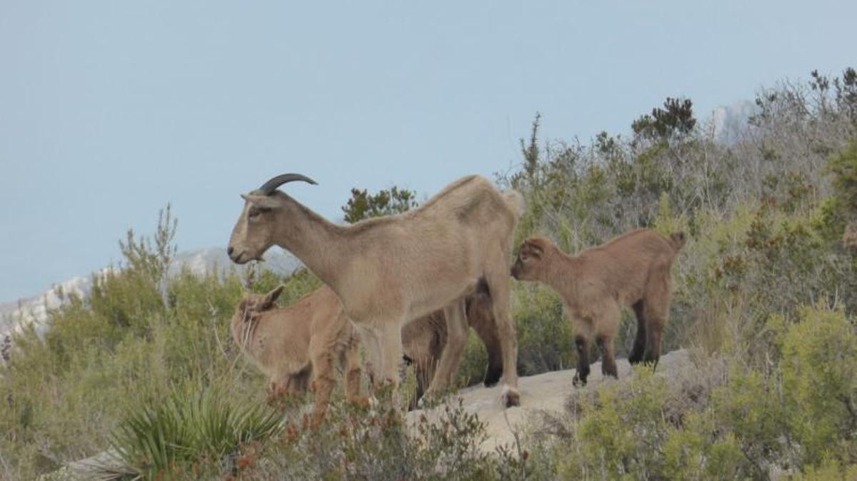 El arruí norteafricano llega a los montes de la Serra de Corbera | FOTOS DE VICENT PÉREZ ROSELL