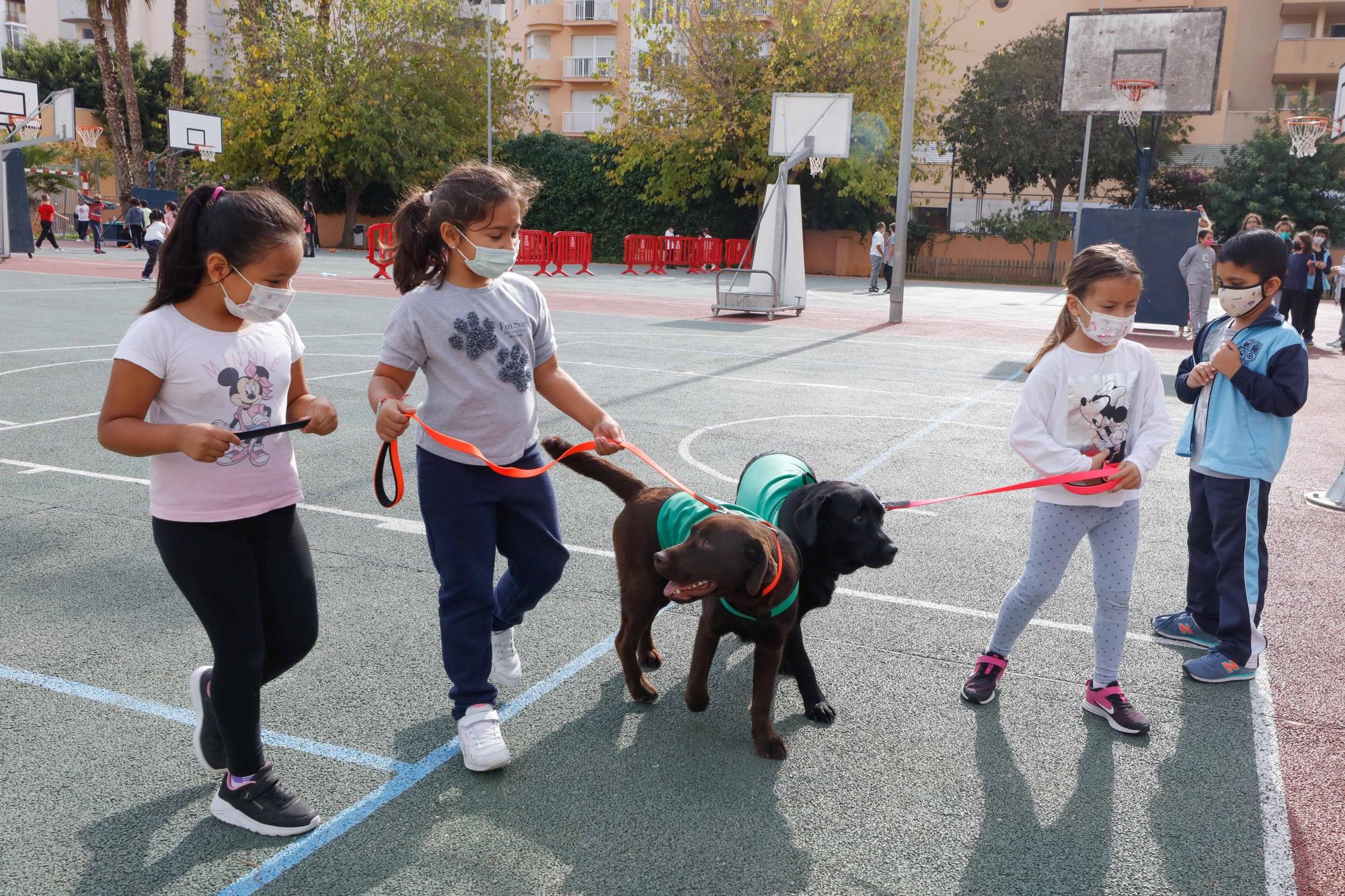 Nica, una nueva terapeuta de cuatro patas para los colegios de Ibiza y Formentera