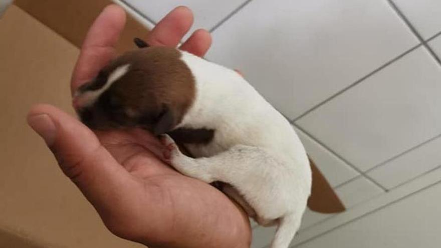 Uno de los cachorros encontrados en un saco tras ser atendidos por Brigada Animalista.