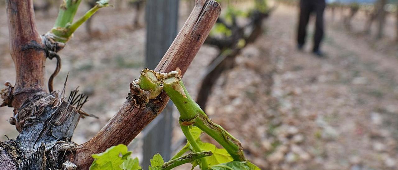 Una viña dañada por el granizo en la zona de La Romana.