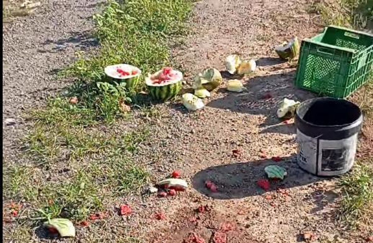 Algunas de las sandías destrozadas sobre un camino.