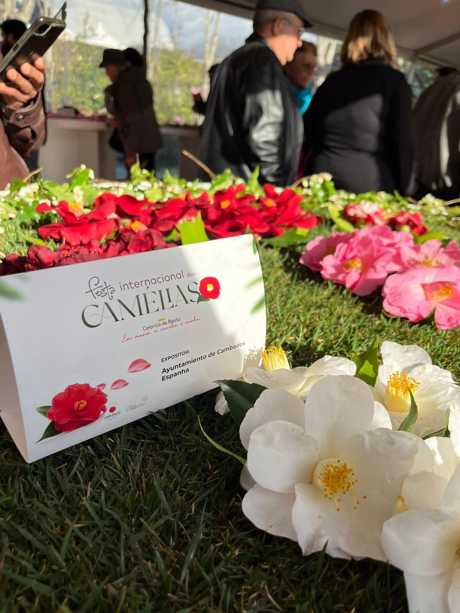 Cambados presumió de camelia en la feria de Celorico de Basto (Portugal).