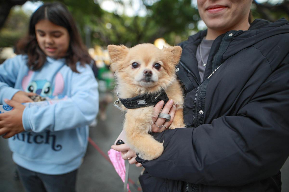 Las mejores imágenes de la bendición de animales de San Antón en Amoradí 2026 están aquí