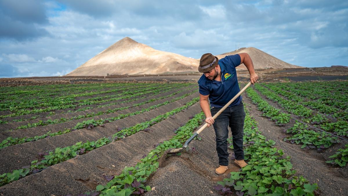 Un agricultor treballant en un cultiu en una fotografia d'arxiu.