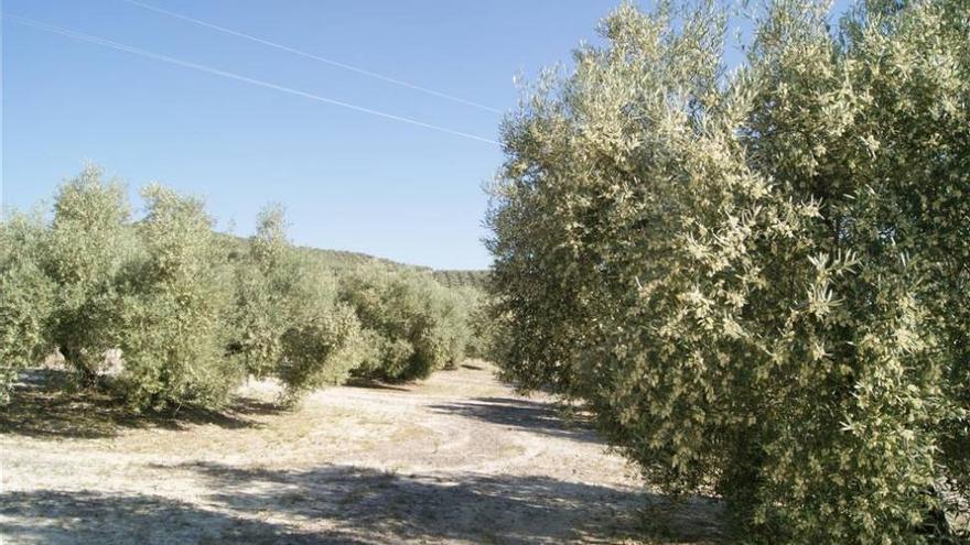 Alertan de los graves daños del calor en la floración del olivar