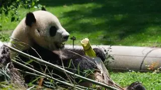 El Zoo de Madrid presenta oficialmente la nueva pareja de pandas gigantes procedentes de China