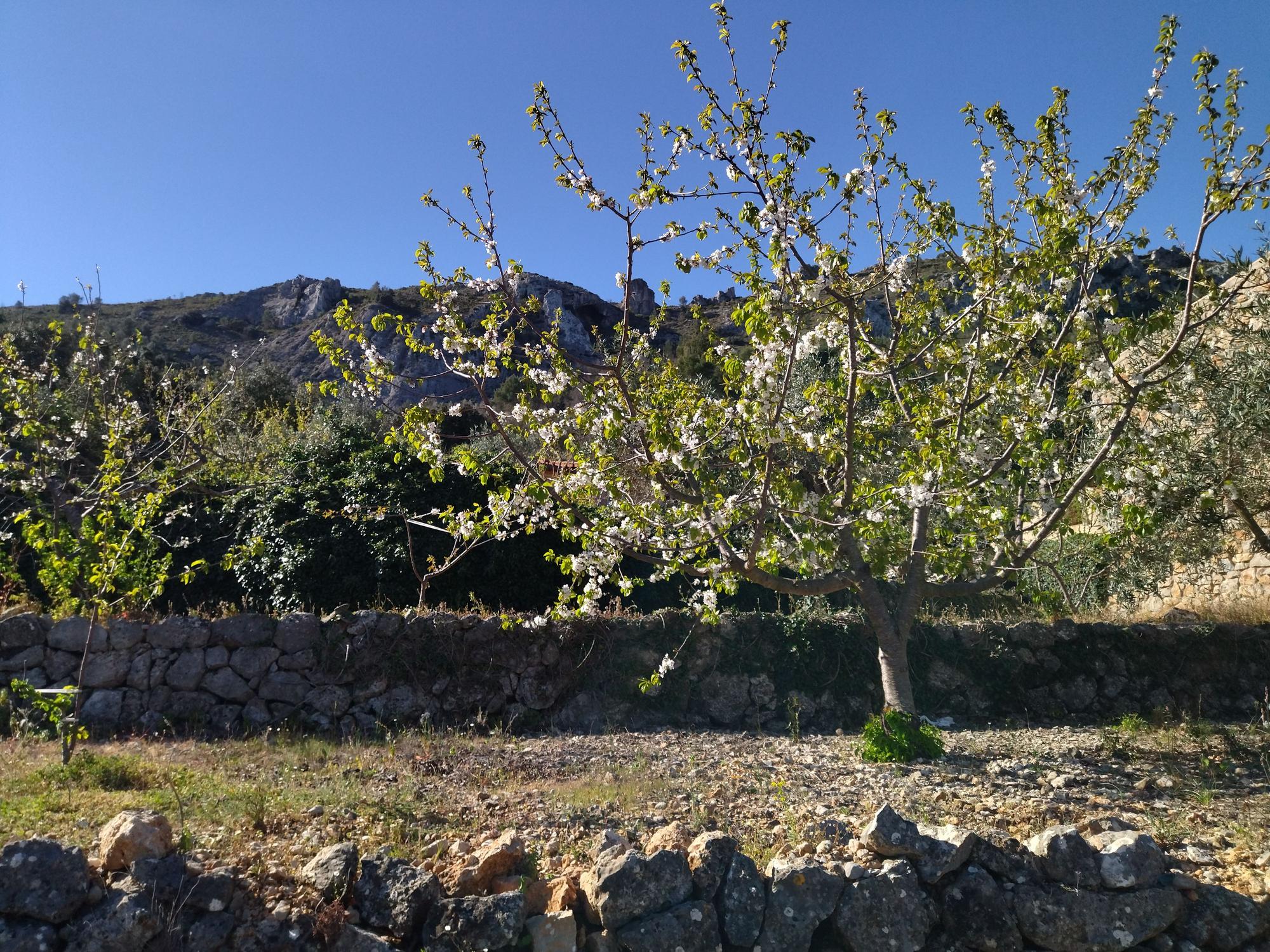 El "Hanami" valenciano: ya florecen los cerezos en la Vall de Laguar