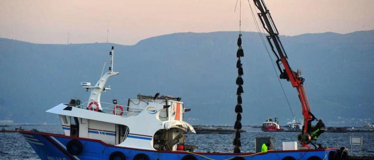 Una grúa recoge sacos de mejillón, en una de las bateas fondeadas en la ría arousana. // Iñaki Abella