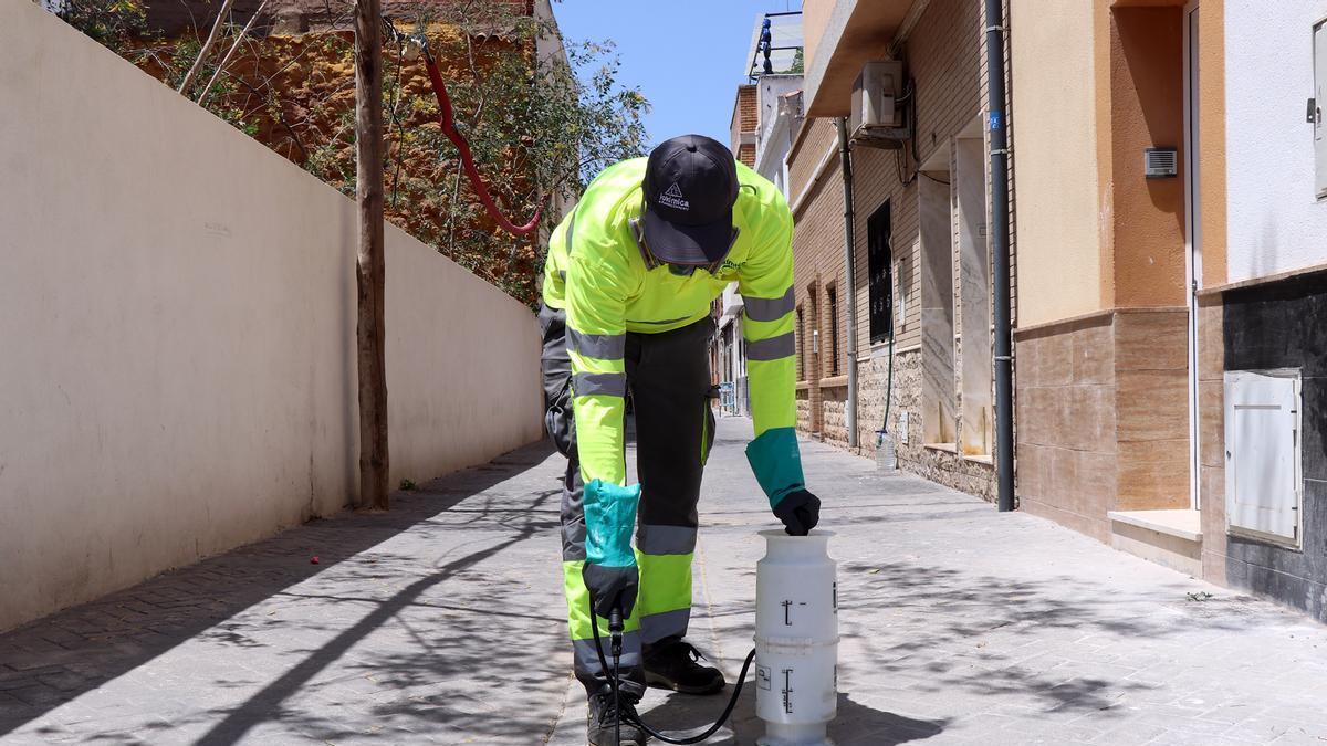 Control de plagas en Sagunt.