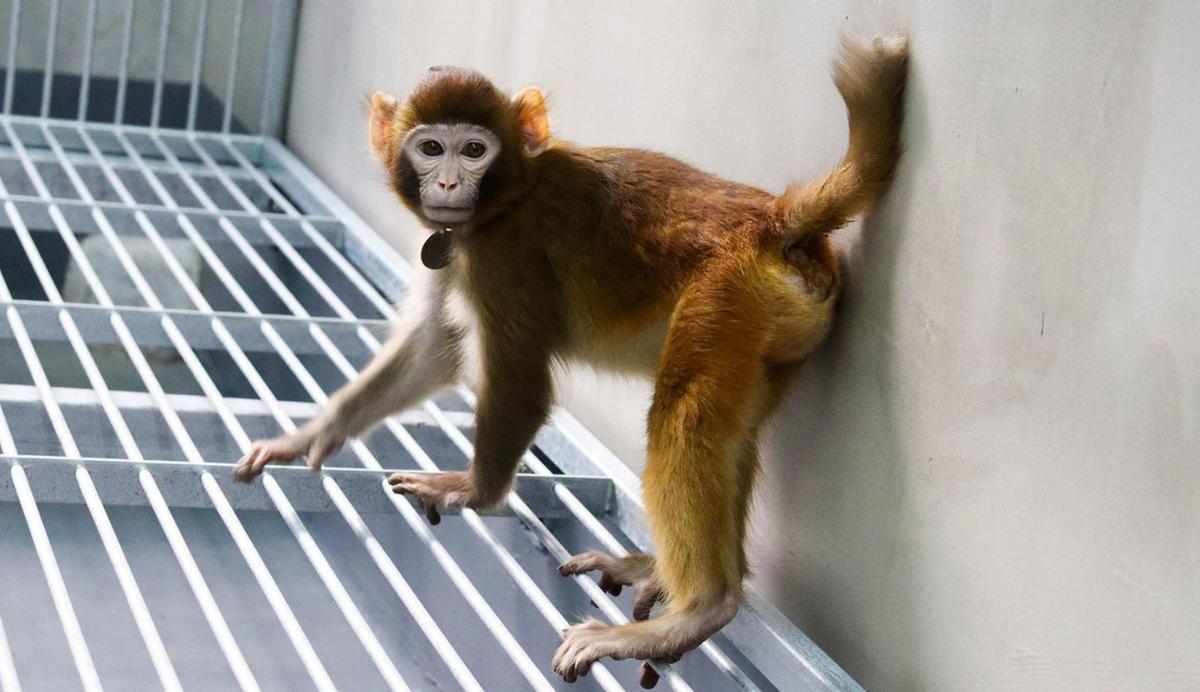 Científics xinesos clonen un macaco després de 113 intents